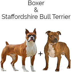 Staffy Bulloxer Dog